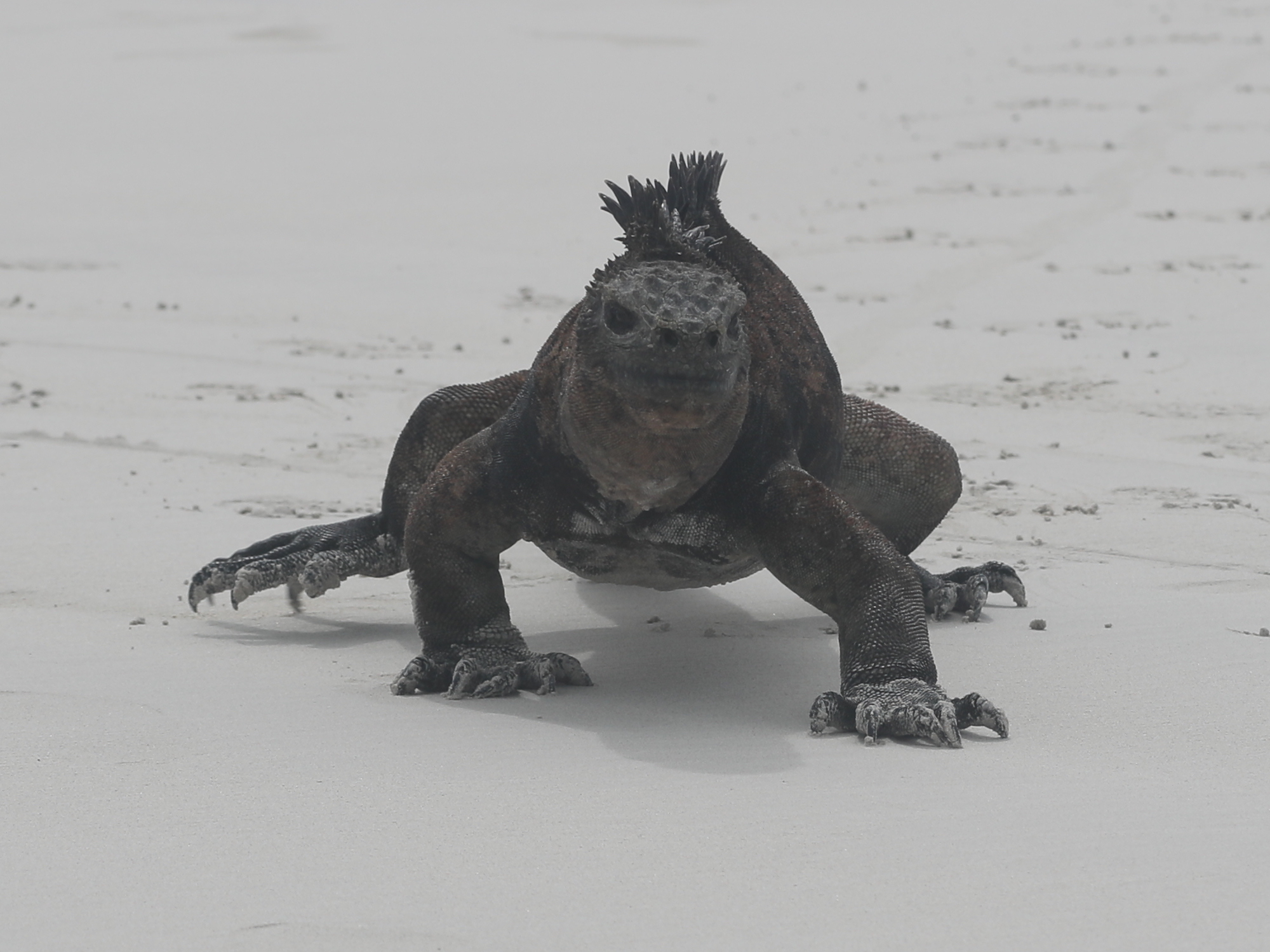 wasser-iguana am tortuga strand.