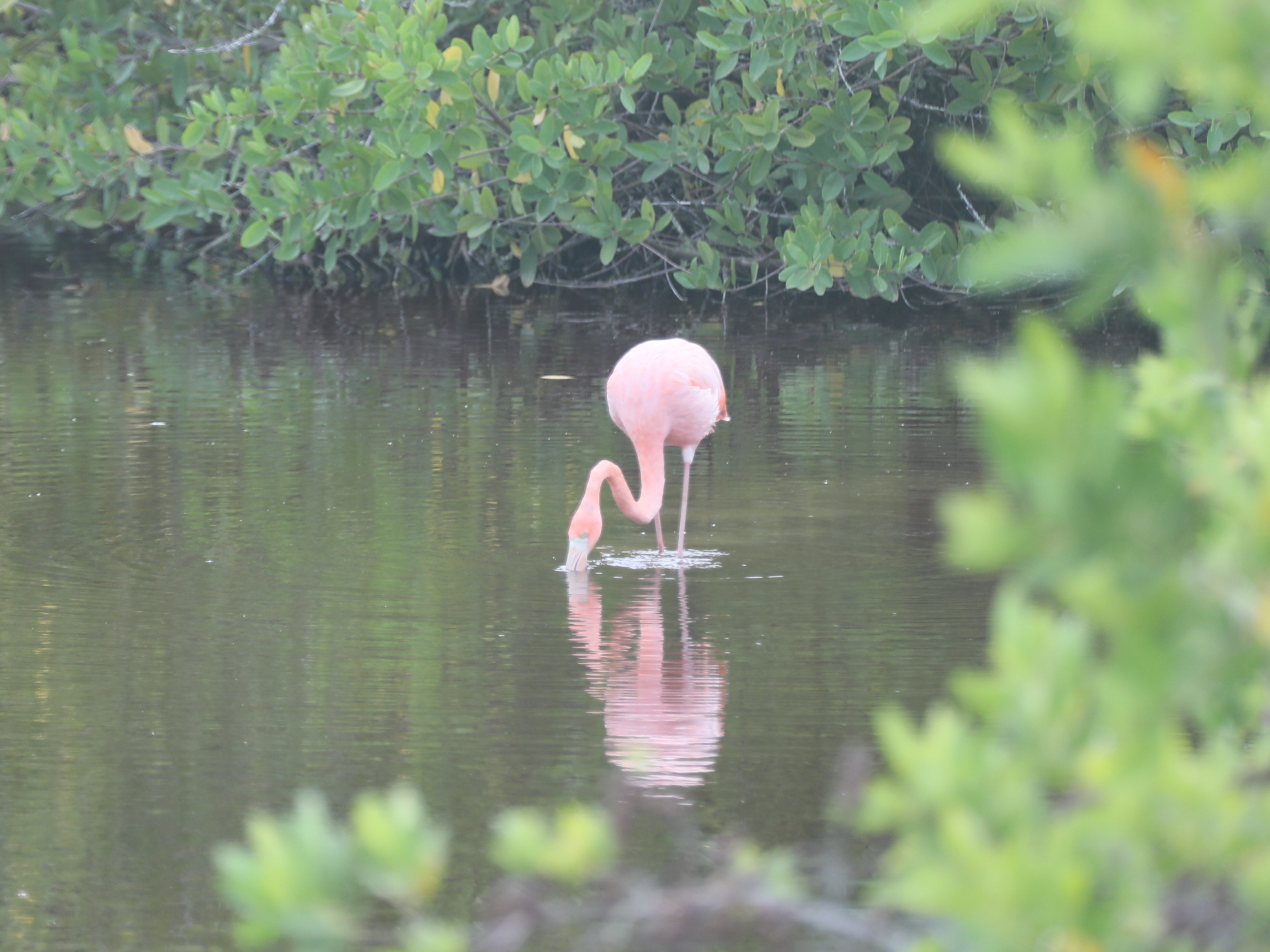 flamingo