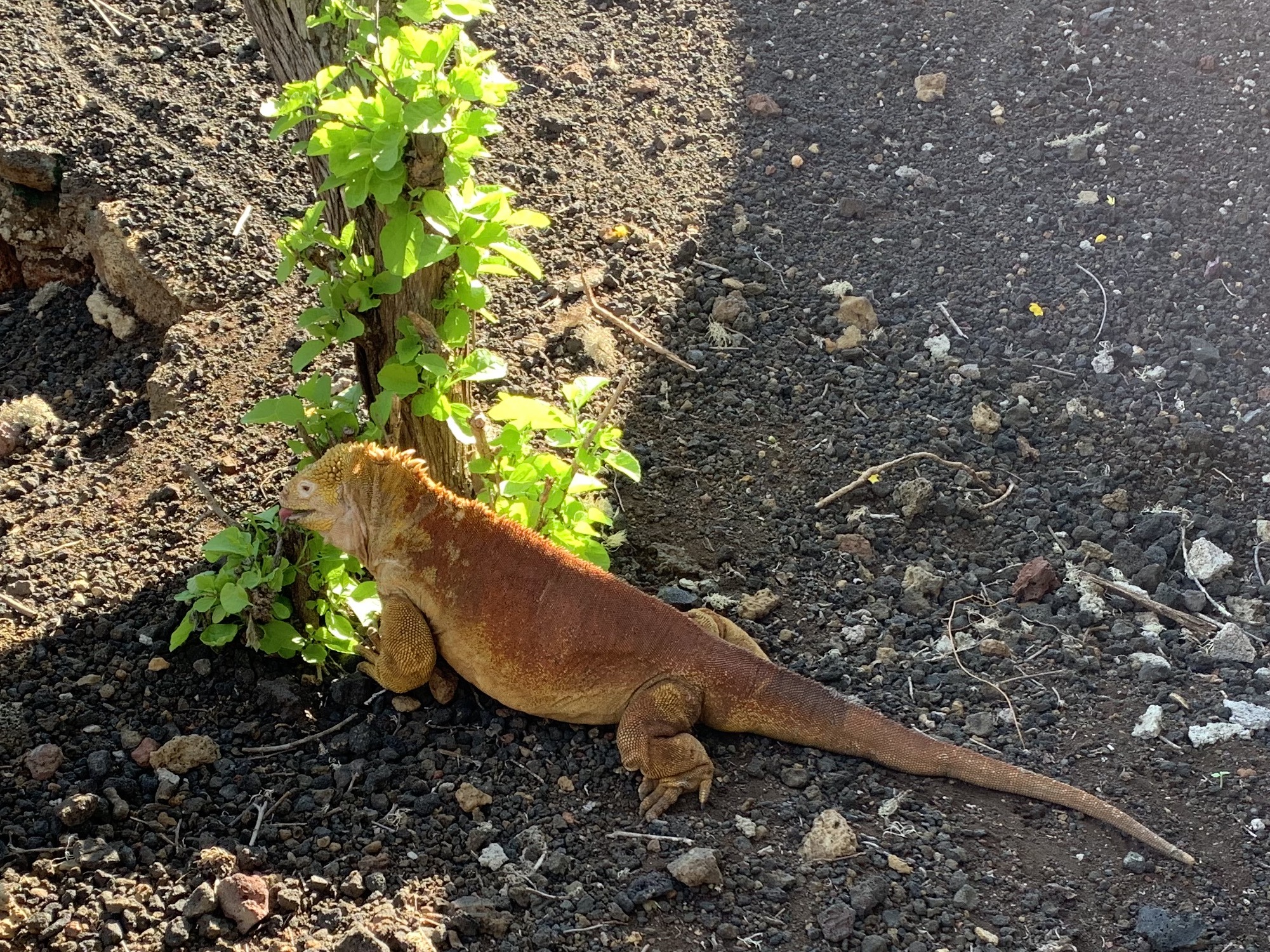 land-iguana im chales darwin center.