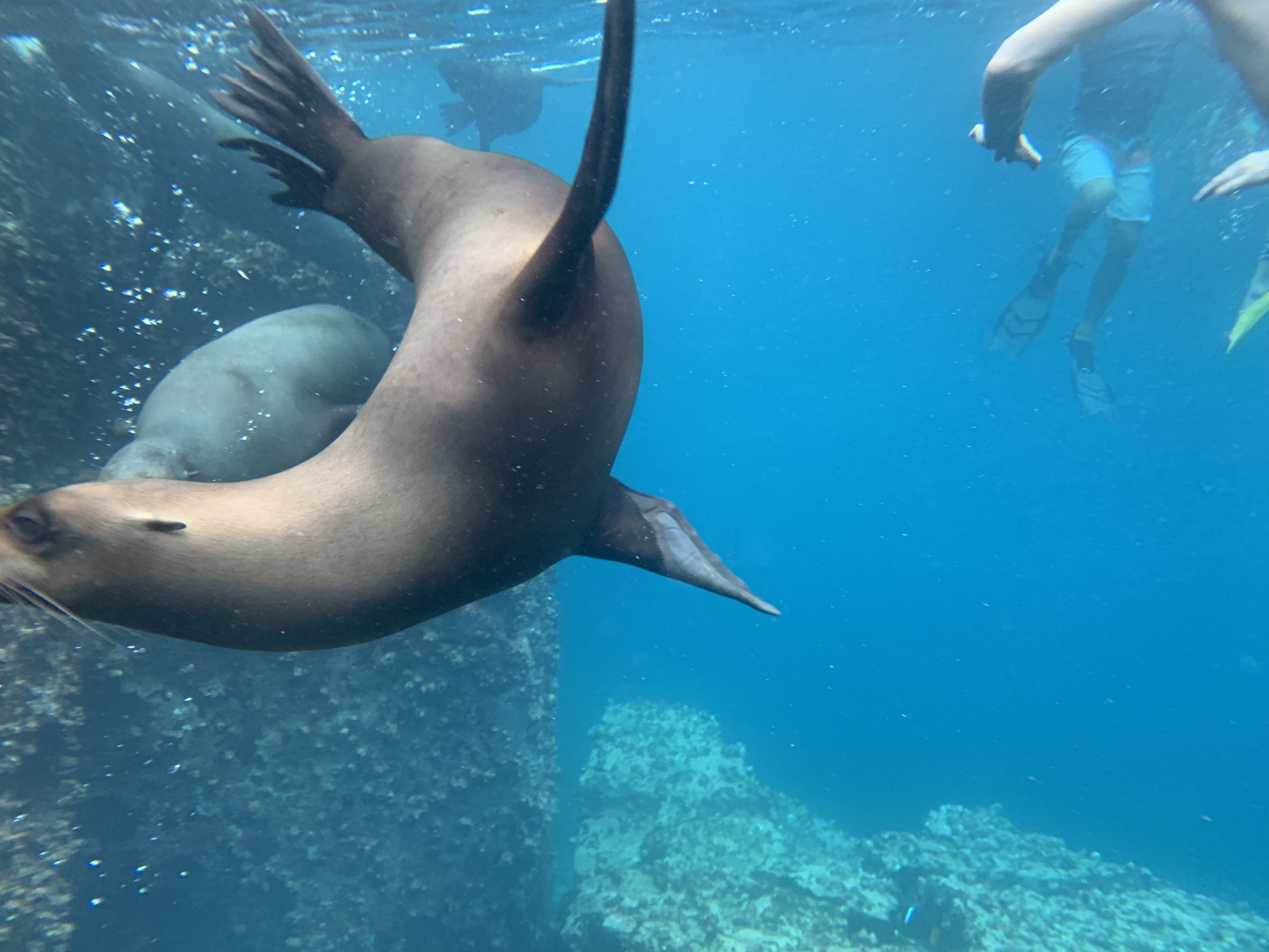 seelöwe wo mit üs schwümmed