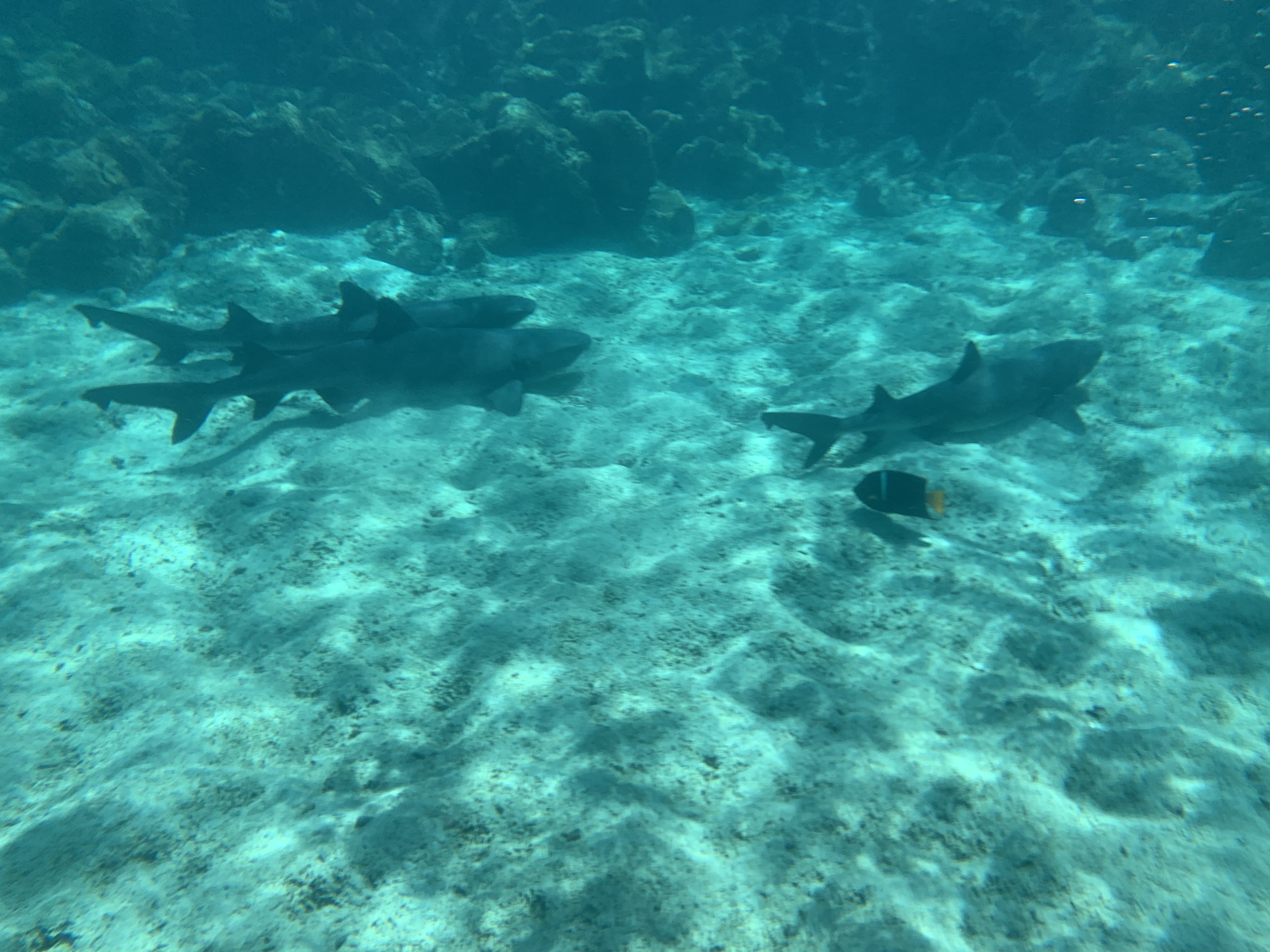 white tip sharks