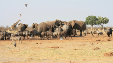 elefante, streifegnus, vögel, es warthog und en giraff.